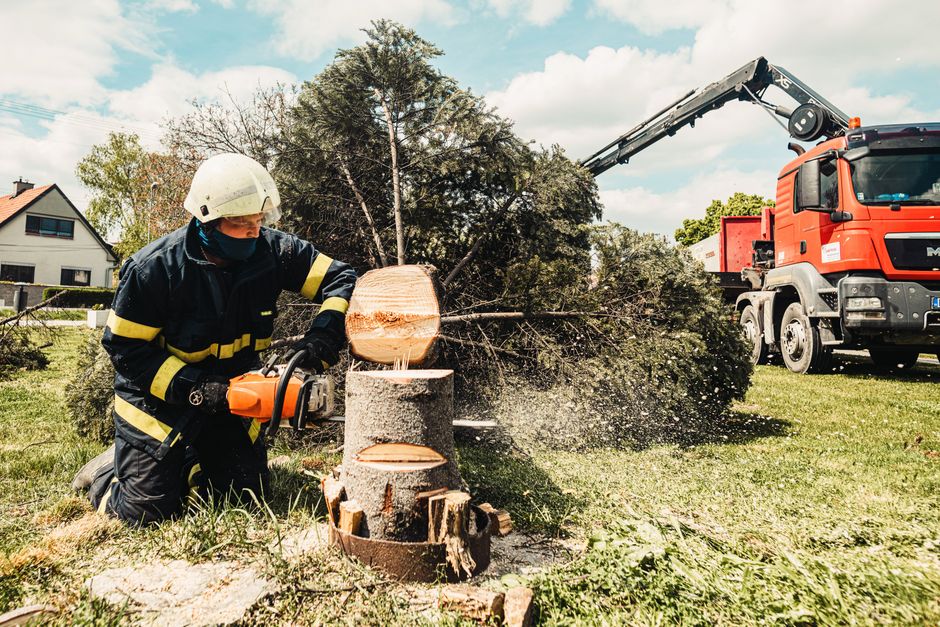 Stump grinding to below grade for landscape preparation