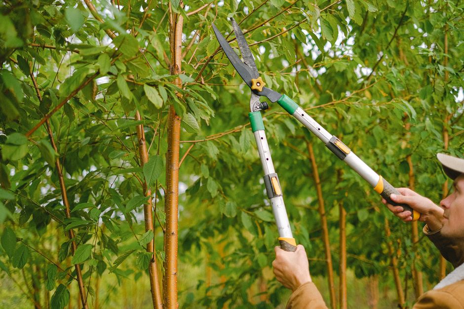 Crown raising and pruning for clearance over a driveway