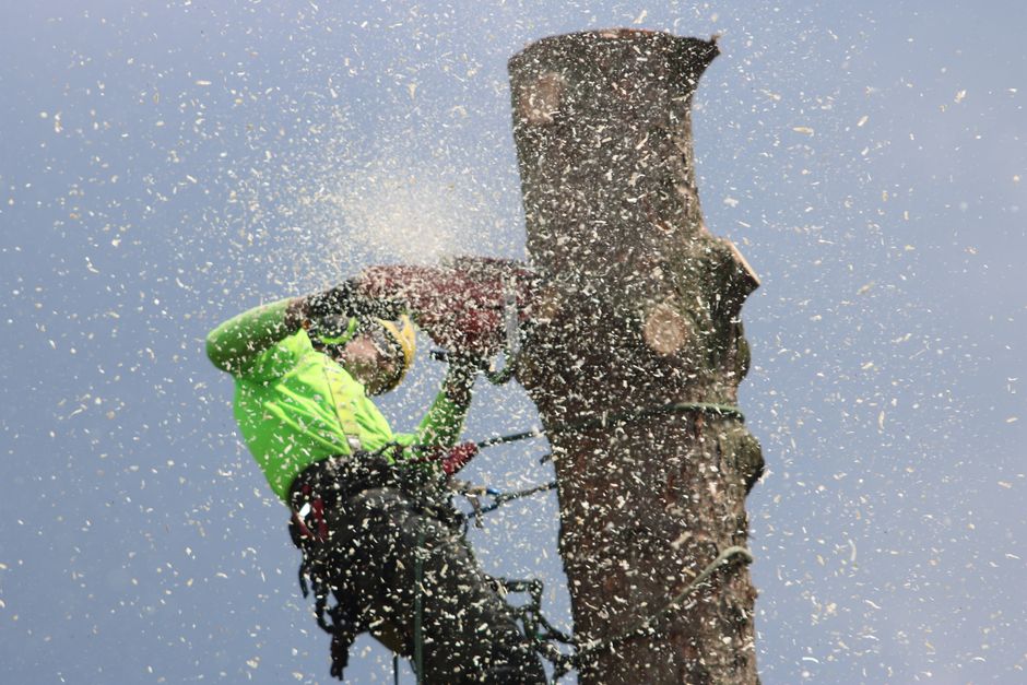 Professional arborist climbing a tree in Greenville, SC